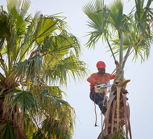 Best Professional Tree Care  in Gainesville, TX